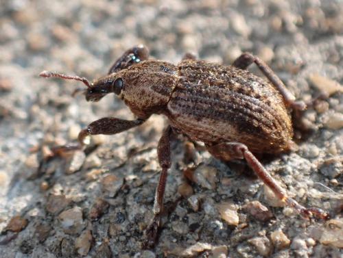 Réf. 323 524 : Brachypera zoilus